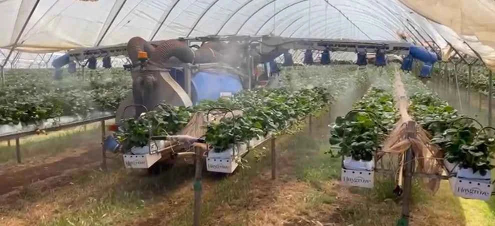 BERRY STAR - BLUEBERRY & VINEYARD SPRAYER